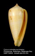 Conus ochroleucus tmetus
